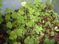 Ihiihi, Villous Waterclover / Marsilea villosa